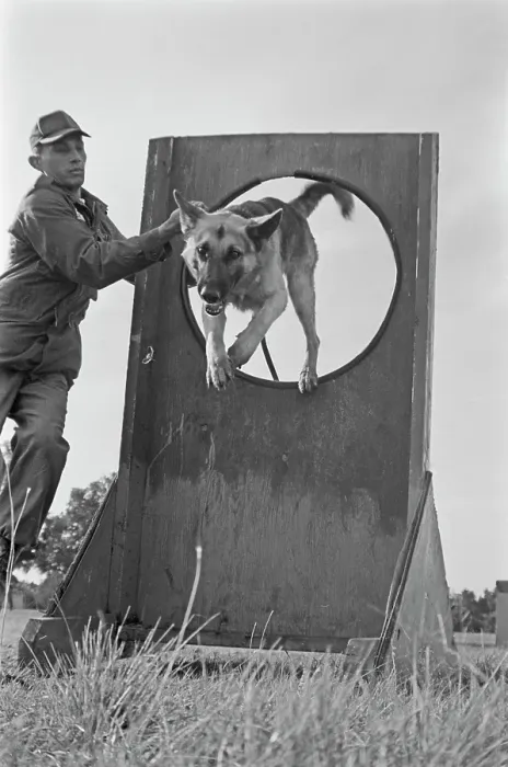 Framed Print : US Military German Shepherd Sentry Training