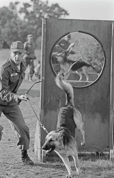 Framed Print : US Military German Shepherd Sentry Training