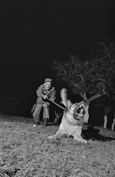 Framed Print : US Military German Shepherd Sentry Training Framed Print : US Military German Shepherd Sentry Training