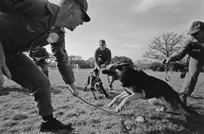 Framed Print : US Military German Shepherd Sentry Training
