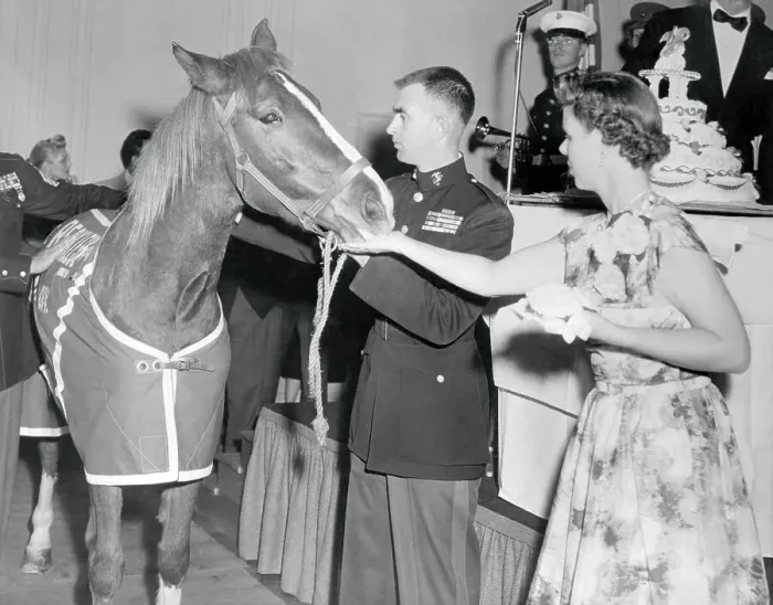 Framed Print : Military Horse Eating Cake Framed Print : Military Horse Eating Cake