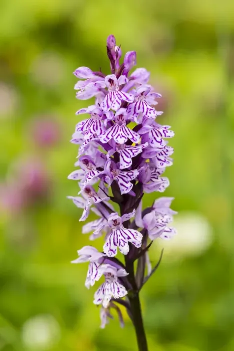 Framed Print : Military Orchid -Orchis militaris-, Allgau, Bavaria, Germany Framed Print : Military Orchid -Orchis militaris-, Allgau, Bavaria, Germany