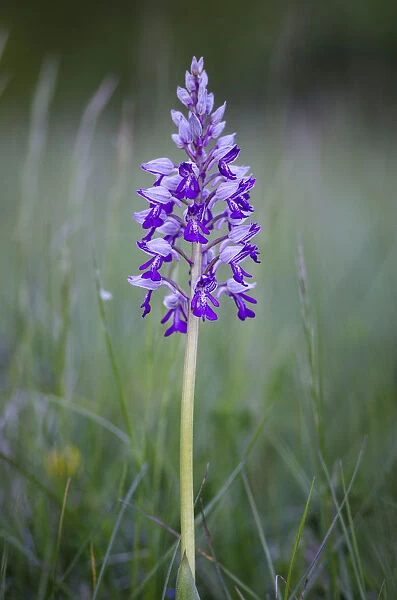 Military orchid -Orchis militaris-, protected species, wild orchid, Baden-Wuettemberg, Germany, Europe