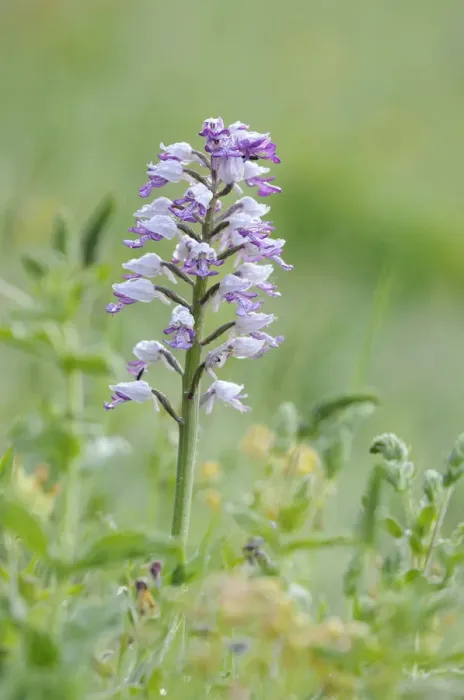 Framed Print : Military Orchid -Orchis militaris- Framed Print : Military Orchid -Orchis militaris-