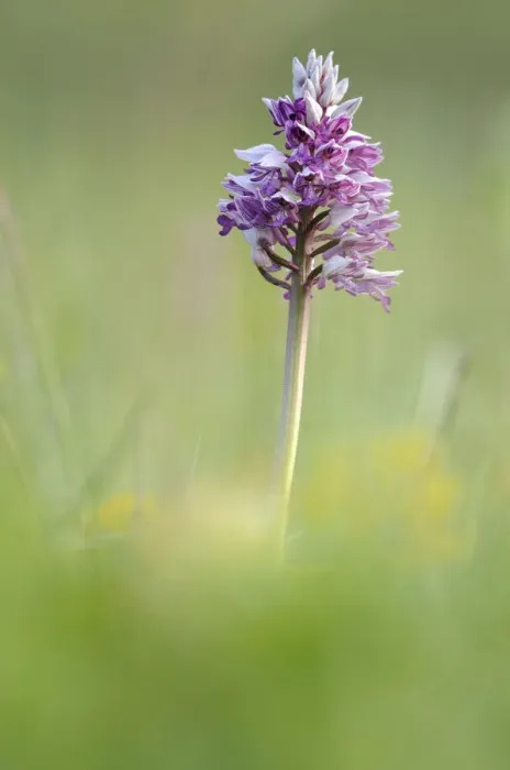 Framed Print : Military Orchid -Orchis militaris-, Leutratal, Jena, Thuringia, Germany, Europe Framed Print : Military Orchid -Orchis militaris-, Leutratal, Jena, Thuringia, Germany, Europe