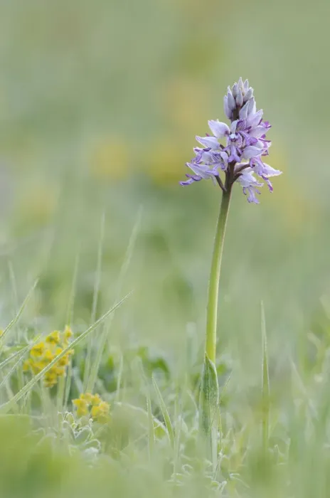 Framed Print : Military Orchid -Orchis militaris-, Leutratal, Jena, Thuringia, Germany, Europe Framed Print : Military Orchid -Orchis militaris-, Leutratal, Jena, Thuringia, Germany, Europe