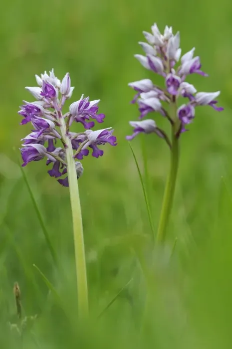 Framed Print : Military Orchid -Orchis militaris-, Leutratal, Jena, Thuringia, Germany, Europe Framed Print : Military Orchid -Orchis militaris-, Leutratal, Jena, Thuringia, Germany, Europe