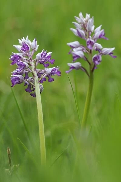 Military Orchid -Orchis militaris-, Leutratal, Jena, Thuringia, Germany, Europe