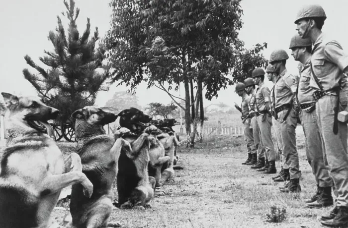 Framed Print : Military Police & Trained Dogs Framed Print : Military Police & Trained Dogs