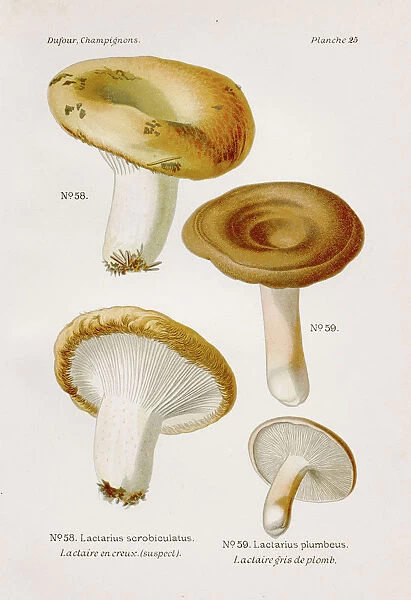 Milk caps mushroom 1891