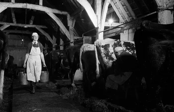 Framed Print : Milk Maid. 16th March 1946: 19 year old Daphne Perry carries milk to the