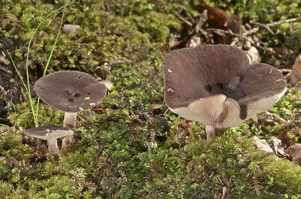 Milkcap -Lactarius picinus-, Baden-Wurttemberg, Germany