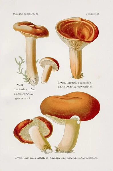 Milkcaps mushroom 1891