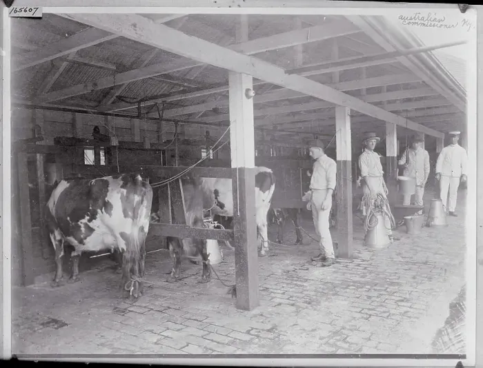 Framed Print : Milking Cows Framed Print : Milking Cows
