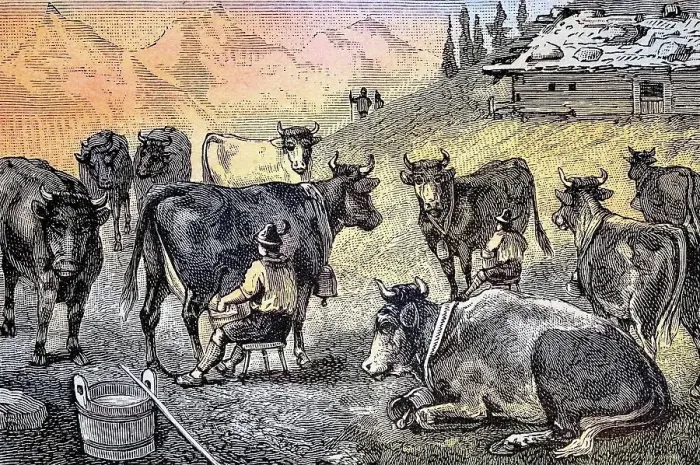 Framed Print : Milking the cows at an alpine hut in Allgaeu, Bavaria, Germany, Historic, digitally restored reproduction from a 19th century original Framed Print : Milking the cows at an alpine hut in Allgaeu, Bavaria, Germany, Historic, digitally restored reproduction from a 19th century original