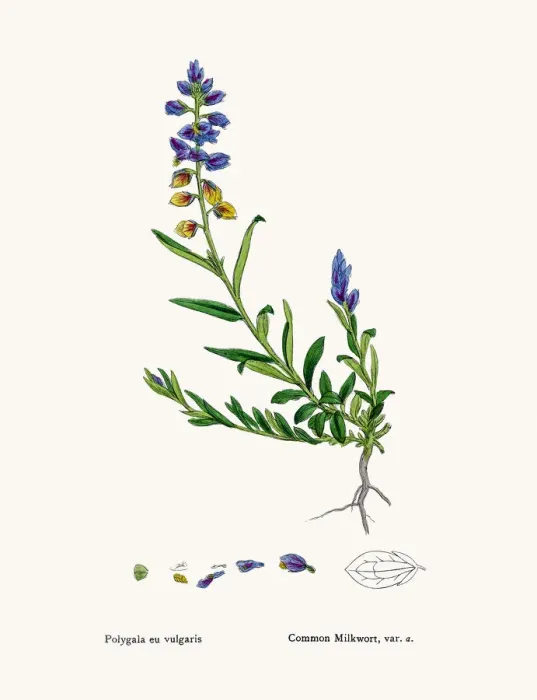 Framed Print : Milkwort. Photographic image of an original antique illustration by Sowerby