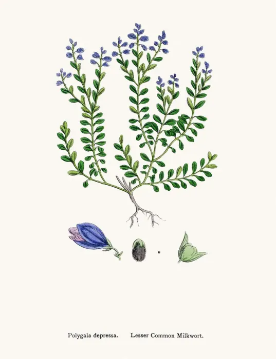 Framed Print : Milkwort medicinal plant for cancer treatment Framed Print : Milkwort medicinal plant for cancer treatment