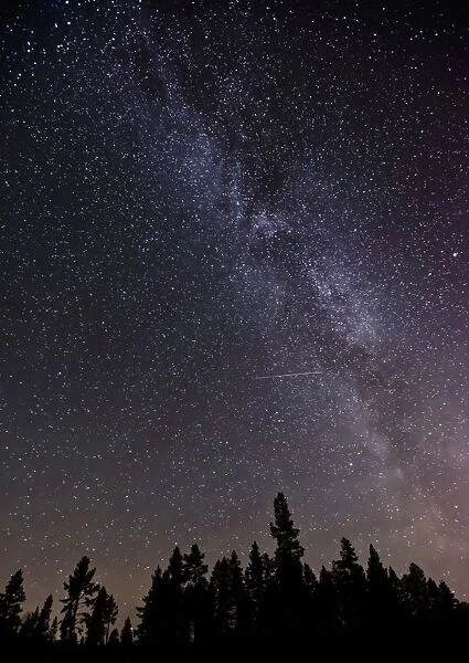 The Milky Way seen above a forest