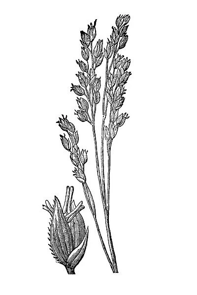 Millet. |illustration of a Millet plant