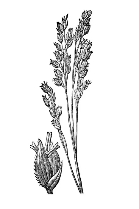 Framed Print : Millet. |illustration of a Millet plant Framed Print : Millet. |illustration of a Millet plant