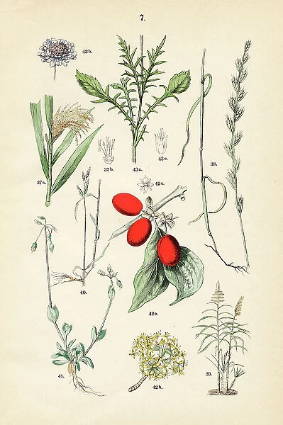 Millet, darnel, sugar cane, blue fescue, jagged chickweed, cornelian cherry - Botanical illustration 1883