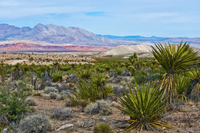 Framed Print : Million Hills seen from Gold Butte Road, Gold Butte National Monument, Mesquite, Nevada, USA Framed Print : Million Hills seen from Gold Butte Road, Gold Butte National Monument, Mesquite, Nevada, USA