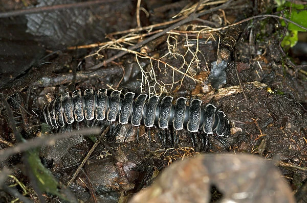 Millipede -Polydesmida-, Ecuador, Tiputini rain forest, Yasuni National Park, Ecuador, South America