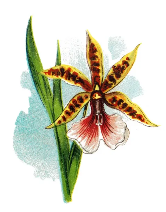 Framed Print : Miltonia Orchid (miltonia binoti) Framed Print : Miltonia Orchid (miltonia binoti)