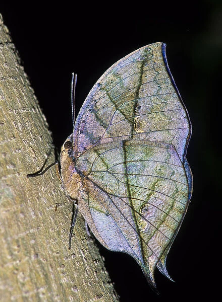 MIMICRY of a Dead Leaf, DEAD LEAF BUTTERFLY (Kallima inachus. )
