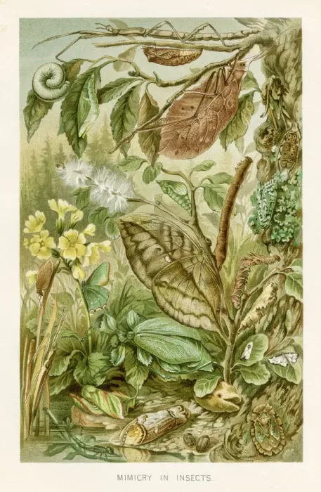 Framed Print : Mimicry of insects chromolithograph 1896