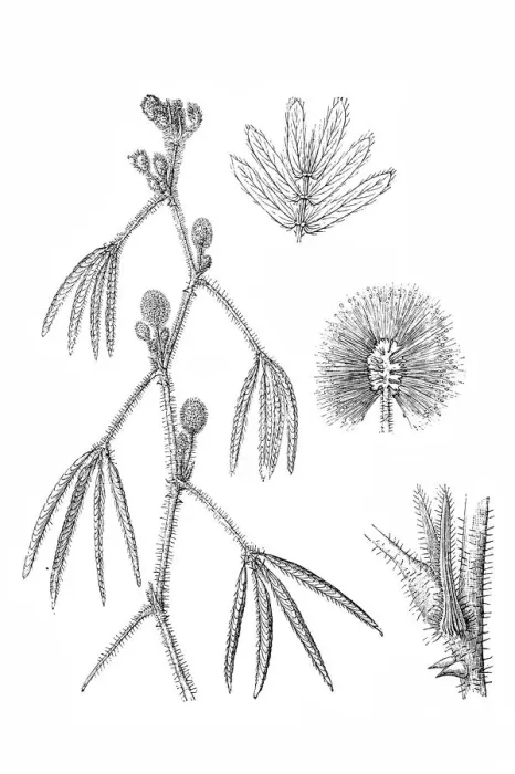 Framed Print : Mimosa pudica Framed Print : Mimosa pudica