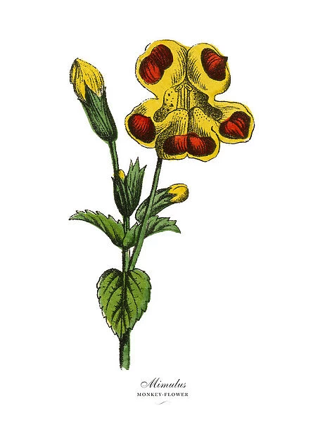 Mimulus or Monkey flower Plants, Victorian Botanical Illustration