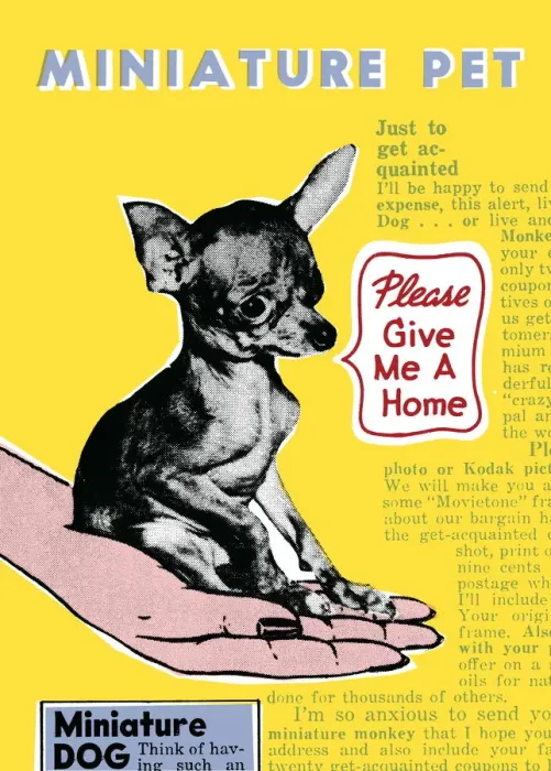 Framed Print : Miniature pet dog Framed Print : Miniature pet dog