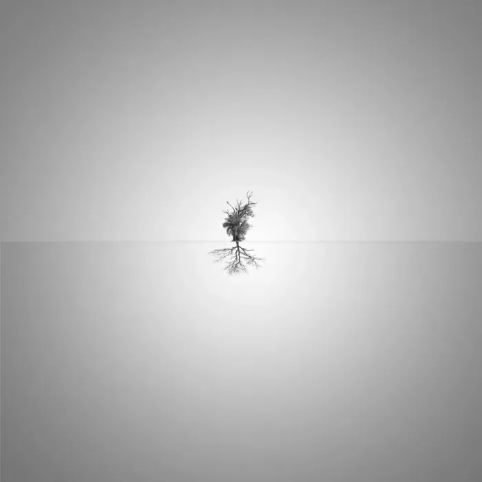 Framed Print : Minimalism tree reflection Framed Print : Minimalism tree reflection