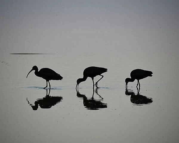 Minimalist shot of 3 spectacled sickles (Plegadis chihi) at Lake Laguna Navarro, Buenos Aires Province, Argentina