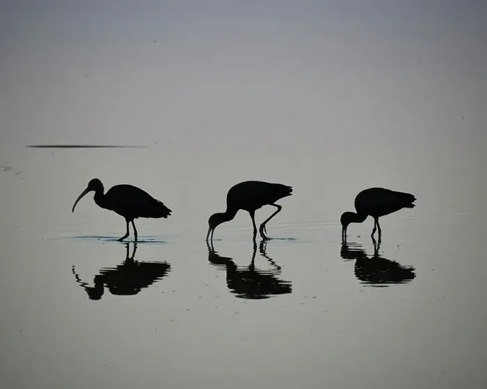 Framed Print : Minimalist shot of 3 spectacled sickles (Plegadis chihi) at Lake Laguna Navarro, Buenos Aires Province, Argentina Framed Print : Minimalist shot of 3 spectacled sickles (Plegadis chihi) at Lake Laguna Navarro, Buenos Aires Province, Argentina
