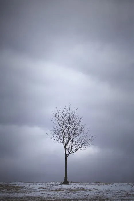 Framed Print : Minimalistic landscape with one lone bare deciduous tree Framed Print : Minimalistic landscape with one lone bare deciduous tree