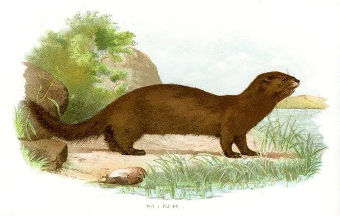 Framed Print : Mink lithograph 1897 Framed Print : Mink lithograph 1897