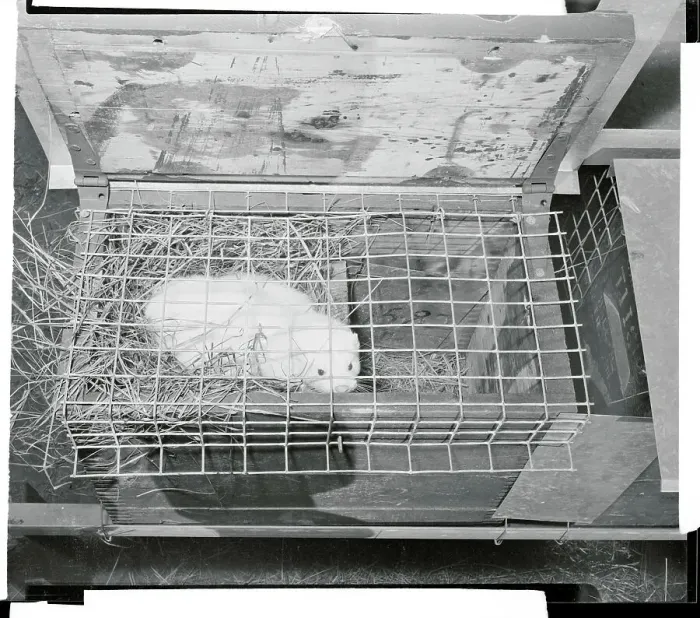 Framed Print : A Mink Sitting in a Cage Framed Print : A Mink Sitting in a Cage