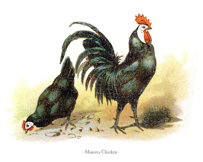 Framed Print : Minorca chicken chromolithography 1882 Framed Print : Minorca chicken chromolithography 1882