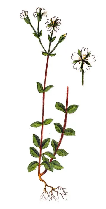Framed Print : Minuartia, alsine trivialis Framed Print : Minuartia, alsine trivialis
