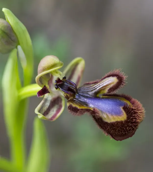 Framed Print : Mirror Orchid -Ophrys speculum-, Andalusia, Spain Framed Print : Mirror Orchid -Ophrys speculum-, Andalusia, Spain