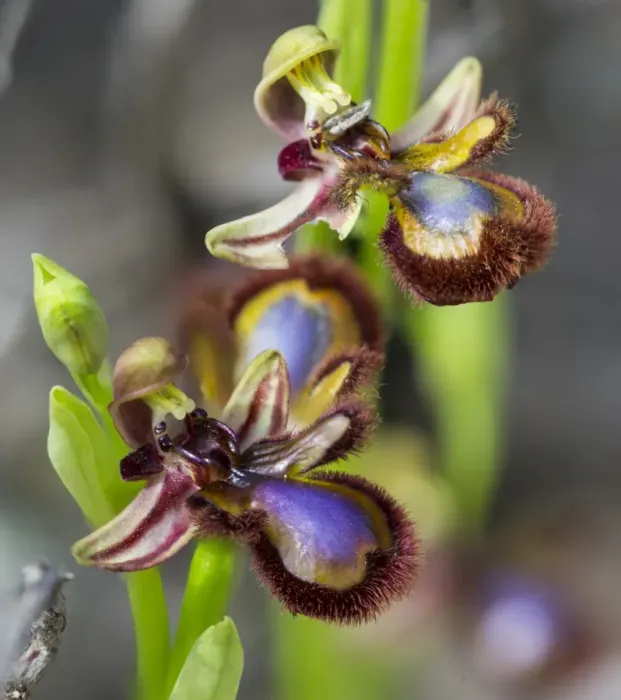 Framed Print : Mirror Orchid -Ophrys speculum-, Andalusia, Spain Framed Print : Mirror Orchid -Ophrys speculum-, Andalusia, Spain