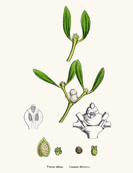 Misletoe plant (Viscum album) scientific illustration
