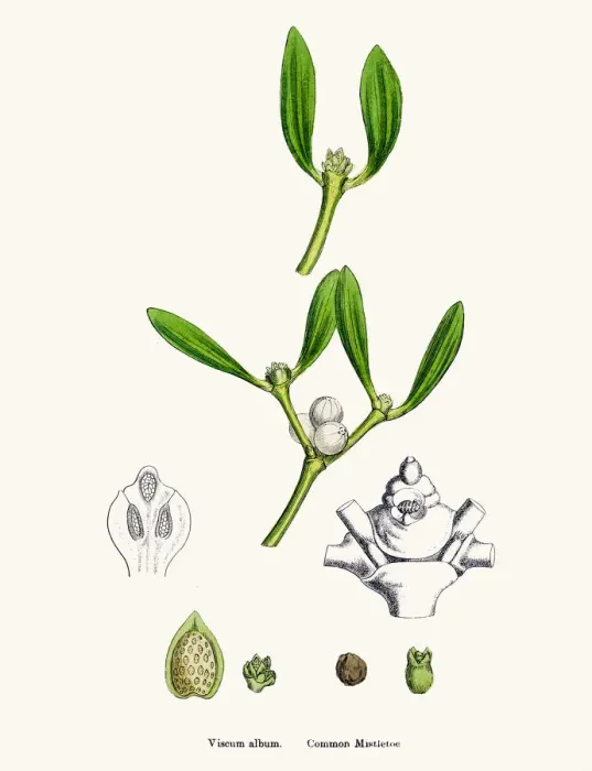 Framed Print : Misletoe plant (Viscum album) scientific illustration Framed Print : Misletoe plant (Viscum album) scientific illustration