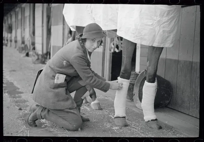 Framed Print : Miss Hirsh wrapping bandages on horse's leg Framed Print : Miss Hirsh wrapping bandages on horse's leg