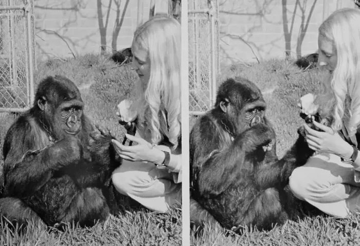 Framed Print : Miss Patterson and Koko Framed Print : Miss Patterson and Koko