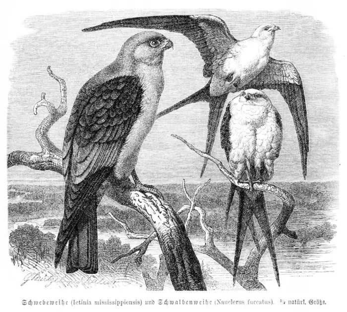 Framed Print : Mississippi kite engraving 1892 Framed Print : Mississippi kite engraving 1892