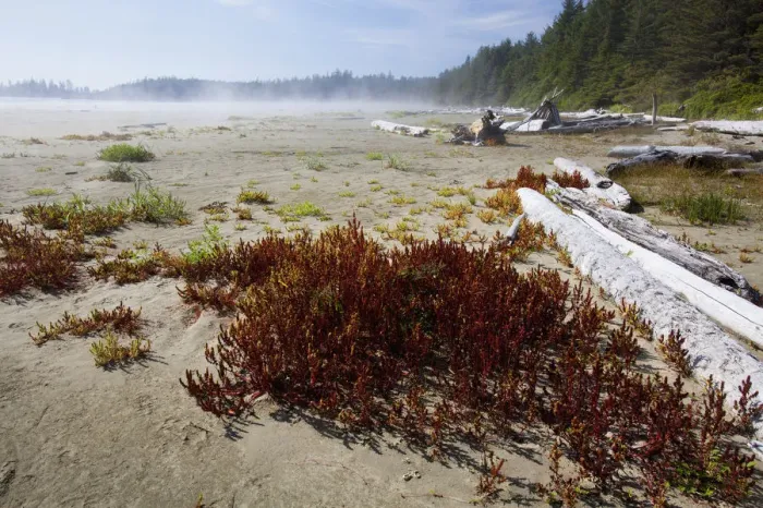 Framed Print : Mist And Fog Forms Over Long Beach In Pacific Rim National Park Near Tofino