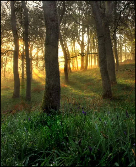 Framed Print : Mist in oak forest Framed Print : Mist in oak forest
